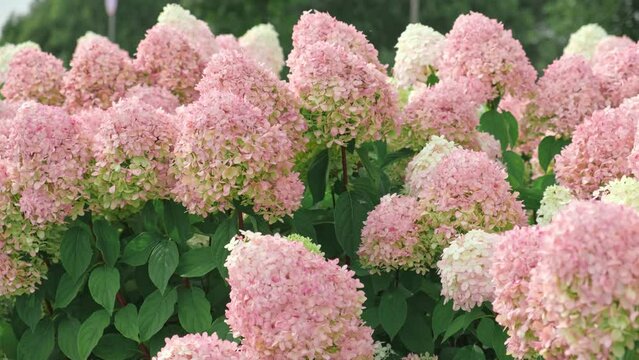 Hydrangea paniculata and conifer. Beautiful Garden path made of natural stones, gravel. Huge landscaping trend. Lawn, shrubbery in the backyard. Scenic of nice landscaped. Walkway. Green home design	
