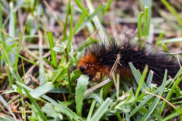 Raupe des braunen B&auml;rens