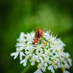 rote Weichkaefer bei der Paarung bluete, common red soldier beetles