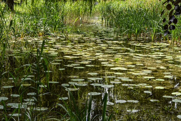 Pond with waterlily