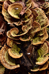 Schmetterlings-Tramete Trametes versicolor