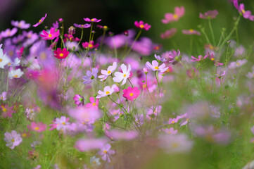 八雲町噴火湾パノラマパークのコスモス畑
