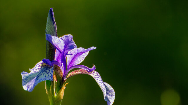 lilane Schwerlilie vor gruenem Grund