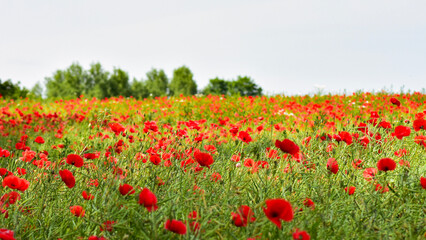 Rotes Mohnblumen Feld