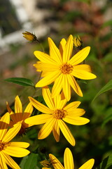 blühender Gelber Sonnenhut, Blumen, Deutschland