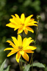 blühender Gelber Sonnenhut, Blumen, Deutschland