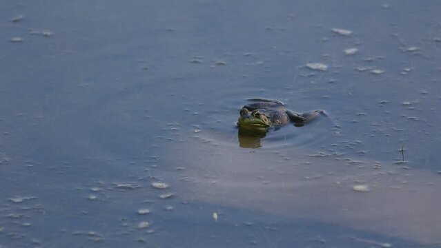 Une grenouille sur un lac
