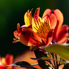 orangene Tigerlilie im Sonnenlicht isoliert im Garten 