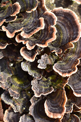 Baumpilz Trametes versicolor Schmetterlingstramete