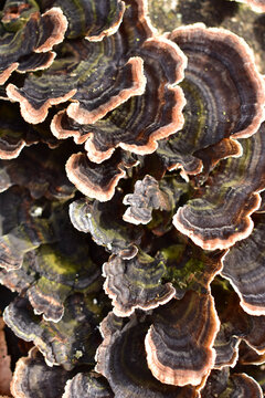 Baumpilz Trametes versicolor Schmetterlingstramete