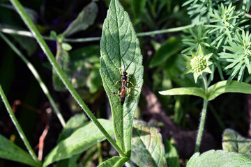 Schlupfwespe Mimikry Nahaufnahme, Closeup wasp