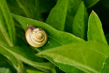 snail on a leaf, closeup