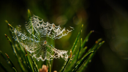 COBWEB - Drops of morning dew on a spider web