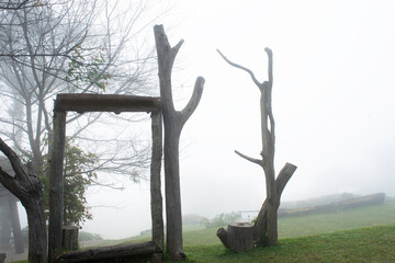 dead tree in the fog