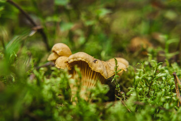CHANTERELLES - Tasty mushrooms grow hidden in the moss