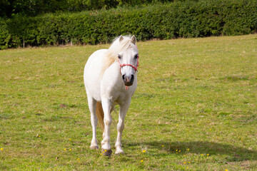 Pretty white pony horse stands in grassy field looking towards the camera as it grazes in rural Shropshire.