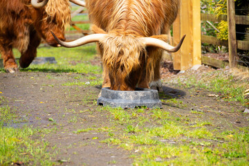 Close up shot of large highland cow with long pointed dangerous looking horns as it eats from a feed bucket outdoors. 