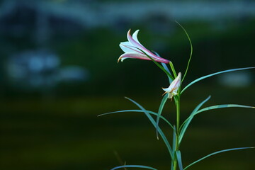 百茶の庭と百合