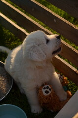 dog