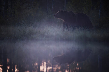 A nice encounter with the huge brown bear male one misty morning by the lake in Finland.