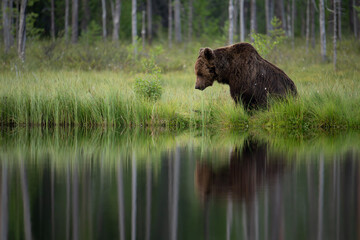 Brown bear on the side of the pond, watching its own reflection. 