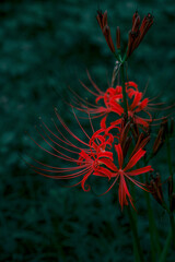 At the time when spider lilly blooms.
