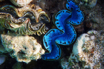 Giant Clam from the Red Sea