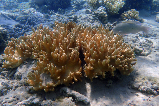 coral from the red sea
