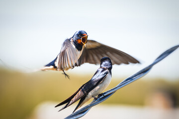 Two village swallow are sitting on the net in the countryside