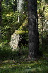 path in the woods
