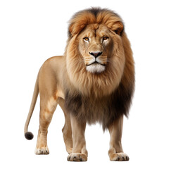 Lion clip art isolated