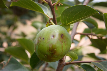 Persimmon (Diospyros kaki) that has suffered the impacts of hail from a summer storm