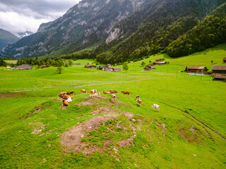 Fototapeta premium cows graze on an alpine meadow, cow pasture, green meadow, cows on the field