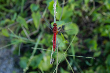 Erythrodiplax fusca is a species of dragonfly belonging to the family Libellulidae
