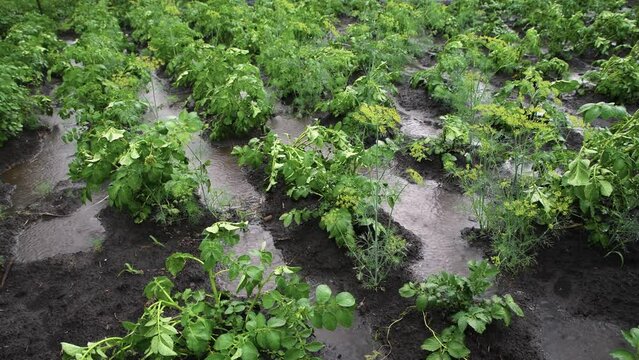 Heavy rain waters the planted potatoes in the garden. Rainy weather. Growing vegetables.