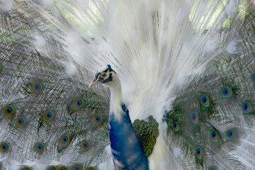 peacock with spread tail