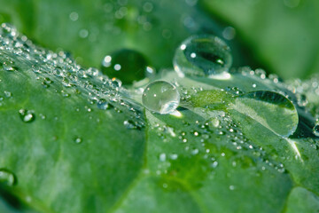 Green leaf with drops of water on a blurred natural background. Macro. Shallow depth of field&