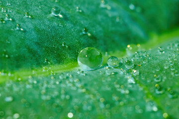 Green leaf with drops of water on a blurred natural background. Large beautiful drops of transparent rain water on a green leaves. Macro. Shallow depth of field
