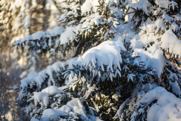 Branches of a snow covered pine tree in the Tatras.