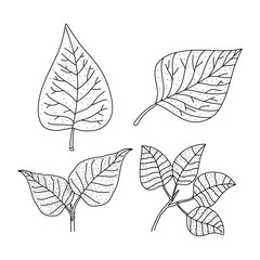 Lilac leaves set. Hand drawn doodle icon illustration isolated on white background