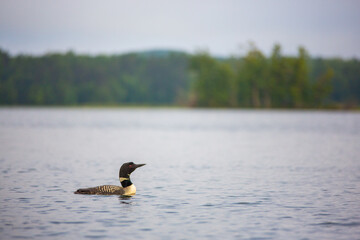 A lonely loon swimming on a Wisconsin lake. Loons are  the state bird of Minnesota.