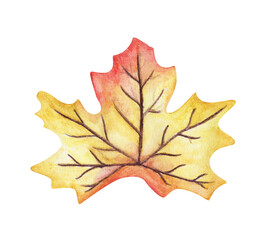 Watercolor painting of Maple leaf.