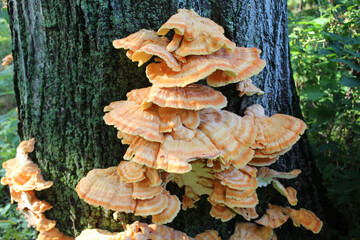 Large group of chicken of the woods fungus at Harms Woods in Skokie, Illinois © John