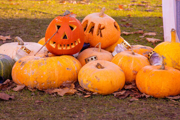 A lot of pumpkins on the grass,Halloween instalation