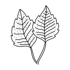 Hand drawn doodle of birch leaf outline. Line art style isolated on white background.