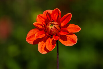 red dahlia flower in the garden