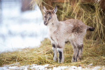 Cute, innocent Light brown baby goat standing on hay