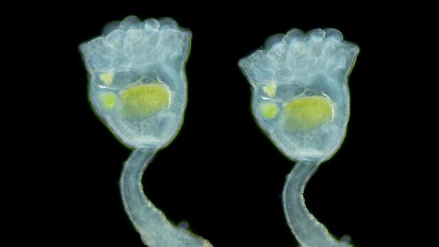 Entoprocta Kamptozoa family Pedicellinidae under a microscope, living in sea either singly or in colonies, were formerly considered a subclass of bryozoans. White Sea