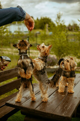trzy pieski w typie yorka siedzą na ławce wykonują sztuczki aby otrzymać nagrodę © ZiraPhoto
