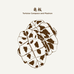 Hand drawn Tortoise Carapace and Plastron 龟板 (carapax et plastrum testudinis, gui jia). Chinese Medicinal herbs. Hand drawn vector illustration in sketch style. EPS 10 - obrazy, fototapety, plakaty
